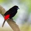 Tangara puntaarenska - Ramphocelus costaricensis - Cherrie's Tanager o1765